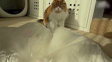 可爱猫咪爆笑合集，这奶萌的小眼神，真是逗！