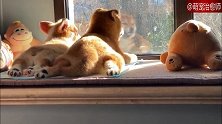 两只狗狗在窗台边上晒太阳，画面真的好温馨，岁月静好，让人羡慕