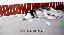 二哈口吐白沫中毒了，小吉询问后得知，这傻狗误把毒药当饮料喝了