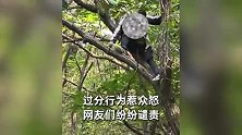 游客在秦岭捡板栗未果，竟爬上树拿锯子锯树，当地人立马狂飙方言