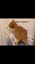 像不像平时找你要抱抱的男朋友～橘猫 猫咪的迷惑行为 猫里猫气