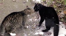 狸花猫把路过的黑猫揍了一顿，黑猫一脸委屈：不就是长得有点黑