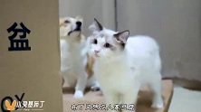 给小猫咪换新的猫砂盆，刚装好猫猫就玩起了躲猫猫游戏，太萌了吧