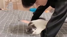 主人一边做俯卧撑一边亲猫咪，猫咪被亲的一愣一愣的