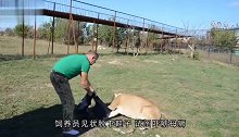 饲养员看着公狮：你管管你媳妇，没想到狮子还真这么做了！
