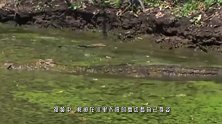 鳄鱼突袭豹子！鳄鱼将豹子拖入水中！镜头记录全过程