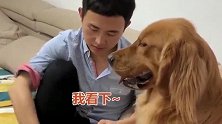 这只金毛的智商比人还高，轻而易举地把主人套路了，太精了不敢养
