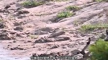 野狗群捕杀羚羊还没开始享用，就被鬣狗打劫，结果真痛快！