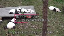 家里羊被咬死，他怒杀大熊猫后卖了4800元，后来是何命运