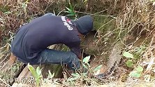 倒塌的枯树下有个鱼窝，小哥用钓来抓鱼，看着真是过瘾