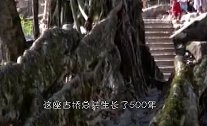 世界上唯一“诡秘”古桥，竟然生长500年，越走越牢固！