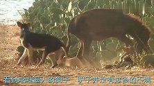 狗子有些飘了，敢抢驴子的食物，驴脾气上来一脚就把它贴墙上了！