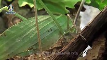 蝈蝈自不量力，偷袭鸟宝宝，被回来的鸟妈妈一顿暴揍