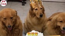 三只金毛为吃蛋糕干仗，主人责问时，它们一个比一个戏多，太逗了