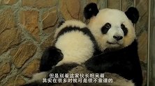 母爱无边？一个苹果就换走了两个熊猫宝宝，镜头拍下搞笑瞬间