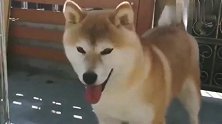 小柴犬：这就是狗大十八变