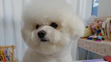 快看这只小狗剪毛一动不动的！主人大呼：这简直也太懂事了吧！
