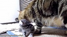 和猫妈妈玩耍的小奶猫，这萌萌哒的小样子，好可爱！