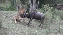 雄狮和母狮分工明确：趁着角马群迁徙，分别捕获角马