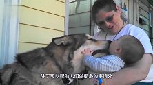 主人突发奇想，把阿拉斯加埋成“雪狗”！下一秒狗狗的反应笑翻了