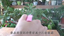 1把小玩意扔盆里，加2盖酵素水，玉树越长越旺，轻松成老桩