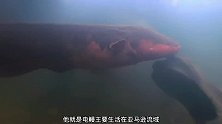 鳄鱼偷袭电鳗，却被电鳗电的生活不能自理，最终同归于尽