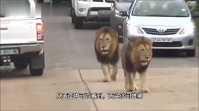 沙河雄狮联盟：巨狮巡逻领地，走在公路上，威武霸气，气势汹汹