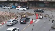 泰国：华富里两群猴子在路口斗殴，数量众多吓坏路人