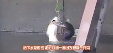 桥下水花四溅，路人走近一看后，纷纷都淡定不下来了