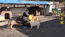 老舅收养流浪狗，喂狗粮每月需花费好多钱，他上地捡点玉米喂狗