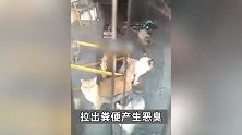重庆一猫咖店20只猫饿到自相残杀？店主称系造谣将起诉，街道办回应