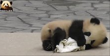 熊猫宝宝彩浜随随便便卖个萌，就能把你的心融化