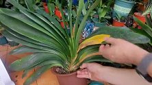在高温高湿环境下，有害细菌多了，君子兰叶子变黄了，我这样处理