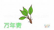 植物简笔画大全，画简单的万年青简笔画