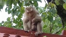 猴妈内心很焦虑，为逃避猴王，所剩干粮不多了