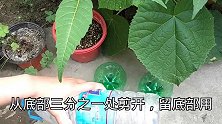 在家种植芽苗菜，无添加绿色健康，做法非常简单！