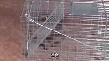 这只黄鼠狼智商真高！小伙三番五次设陷阱抓捕，却都被它轻易化解