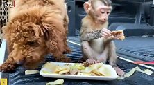 长毛狗正在吃食，猴子却跑过来捣乱，狗狗生气了
