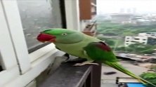 鹦鹉：这一举一动，你能看懂它想要做什么吗