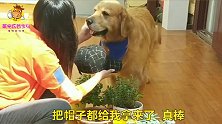 全网最有眼色的金毛，主人不用说话，它都知道该干什么