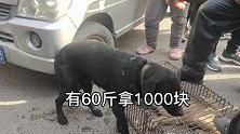 农村大叔把看家狗卖了，四脚朝天装入铁笼，狗狗信任瞬间崩溃