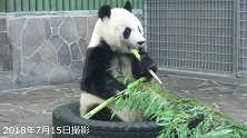 今天先吃嫩的竹子吧！大熊猫真会挑食