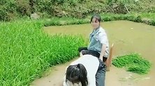 这娘俩太搞笑了，秧田里一言不合还大干起来了！