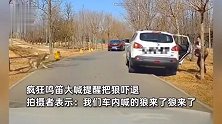 女子野生动物园抱孩下车小便，狼从背后悄悄靠近，后车疯狂鸣笛大喊提醒吓退狼