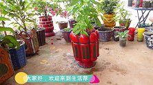 用废旧瓶子当做模具来制作花盆，这个方法挺不错，成品也很漂亮
