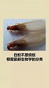蟑螂还有个兄弟是...
