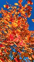 片片紅叶似彩霞