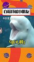 白鲸 对着大人温柔乖顺却独独喜欢吓唬小朋友。小朋友：大可不必 两个都好可爱~冷知识  动物  娱乐评论大赏