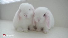 两只小白兔，相亲相爱，腻腻歪歪，太可爱了