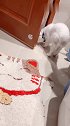 猫：不陪我玩儿就算了，我出去就行了！